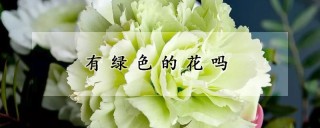 有绿色的花吗,第1图