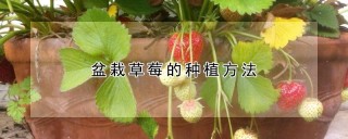 盆栽草莓的种植方法,第1图