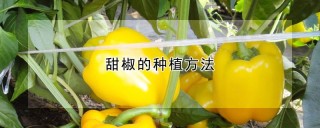 甜椒的种植方法,第1图