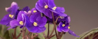 紫罗兰花放在家里好吗,第1图