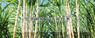 甘蔗种植方法和技术,第1图