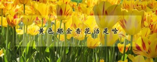 黄色郁金香花语是啥,第1图