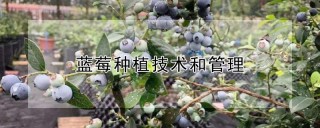 蓝莓种植技术和管理,第1图