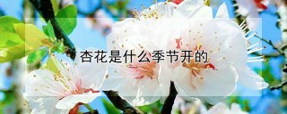 杏花是什么季节开的,第1图