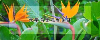 天堂鸟寓意和象征,第1图