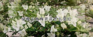 绿樱三角梅开花怎么变红,第1图