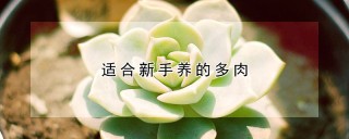 适合新手养的多肉,第1图