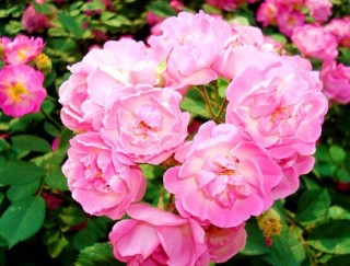 蔷薇花的种类，蔷薇花最受欢迎八大品种,第3图