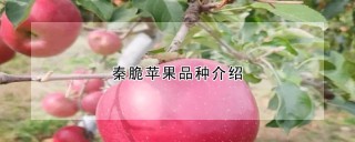秦脆苹果品种介绍,第1图