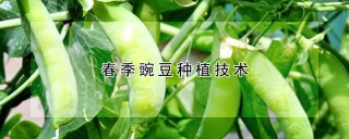 春季豌豆种植技术,第1图