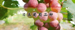 日本葡萄品种,第1图