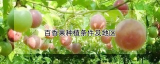 百香果种植条件及地区,第1图