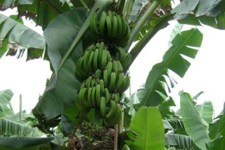 香蕉树一年结几次,第3图
