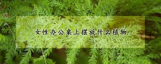 女性办公桌上摆放什么植物,第1图