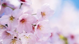 樱花的花语是什么,第1图