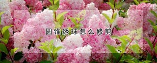 圆锥绣球怎么修剪,第1图