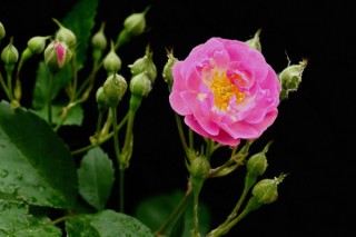 蔷薇花的扦插方法,第3图