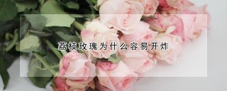 荔枝玫瑰为什么容易开炸,第1图