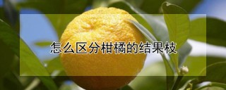 怎么区分柑橘的结果枝,第1图