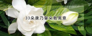 栀子花的花语是什么,第1图