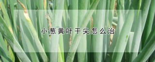 小葱黄叶干尖怎么治,第1图