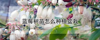 蓝莓树苗怎么种植盆栽,第1图