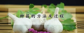 种蒜的方法及过程,第1图