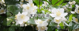 茉莉的花语,第1图