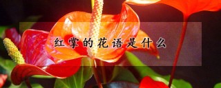 红掌的花语是什么,第1图