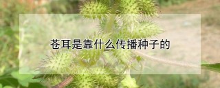 苍耳是靠什么传播种子的,第1图