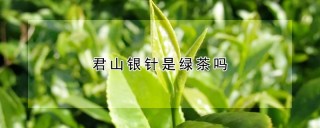 君山银针是绿茶吗,第1图