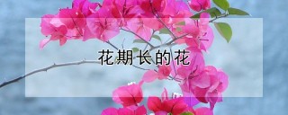 花期长的花,第1图