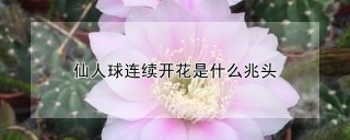 仙人球连续开花是什么兆头,第1图