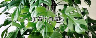 龟背竹有毒吗,第1图