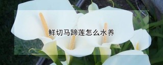 鲜切马蹄莲怎么水养,第1图