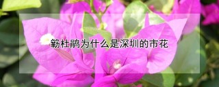 簕杜鹃为什么是深圳的市花,第1图