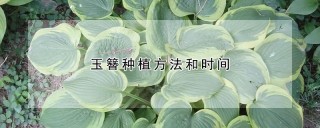 玉簪种植方法和时间,第1图