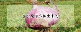 独蒜是怎么种出来的,第1图