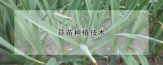 蒜苗种植技术,第1图