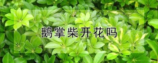 鹅掌柴开花吗,第1图