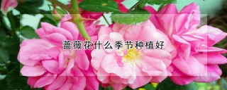 蔷薇花什么季节种植好,第1图