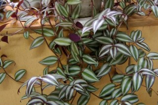 紫叶吊兰如何修剪,第3图