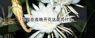 昙花在夜晚开花这是为什么,第1图