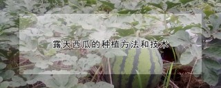 露天西瓜的种植方法和技术,第1图