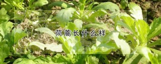 茼蒿长什么样,第1图