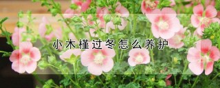 小木槿过冬怎么养护,第1图