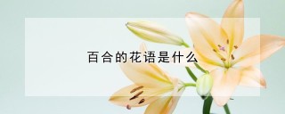 百合的花语是什么,第1图