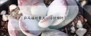 乒乓福娘夏天一碰就掉叶子,第1图