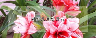 对红几月份开花,第1图