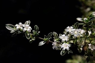 六月雪叶子发黄脱落怎么办，分正常落叶和不正常落叶原因,第3图